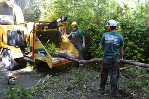 tree services Senoia